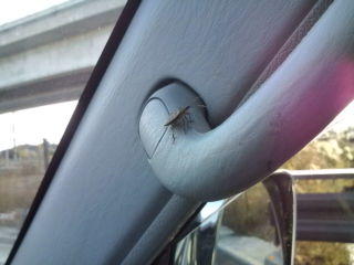 画像を等倍で表示します 画像